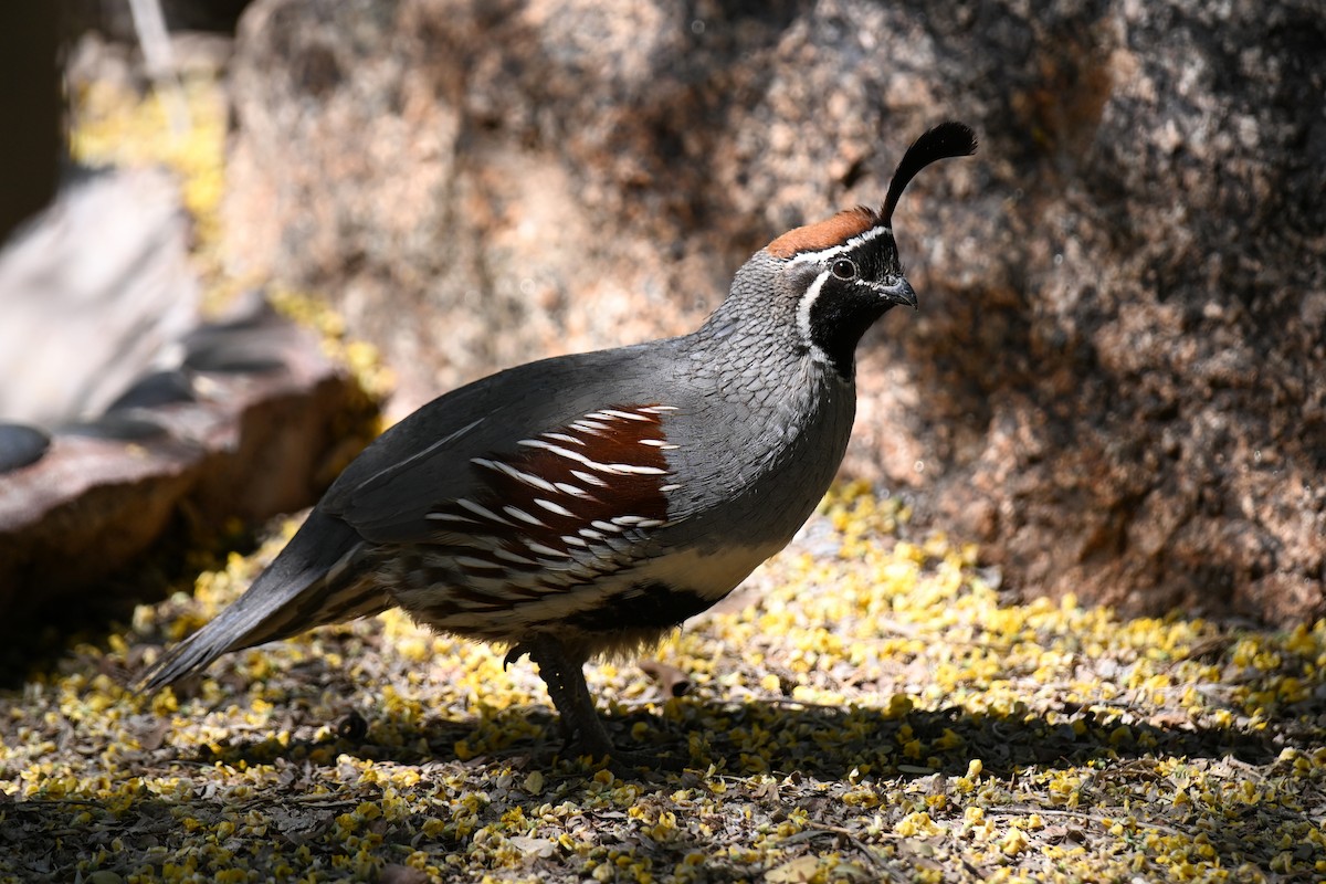 Gambel's Quail - ML635252308