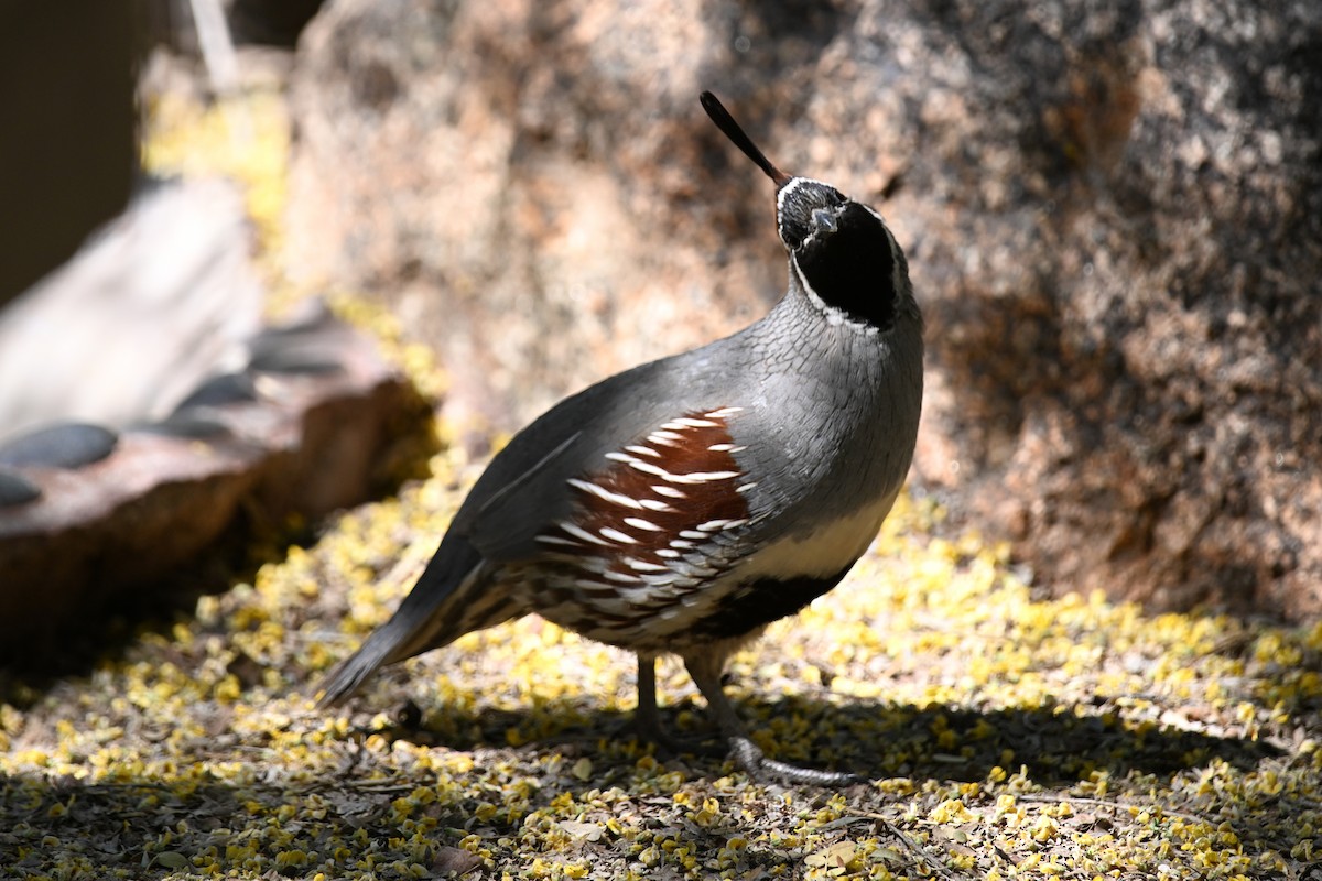 Gambel's Quail - ML635252309