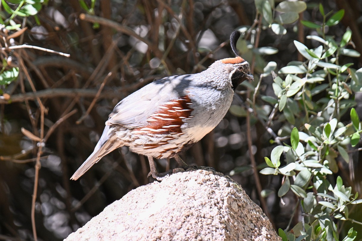 Gambel's Quail - ML635252310