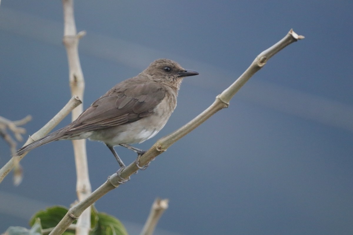 Black-billed Thrush - ML635252328