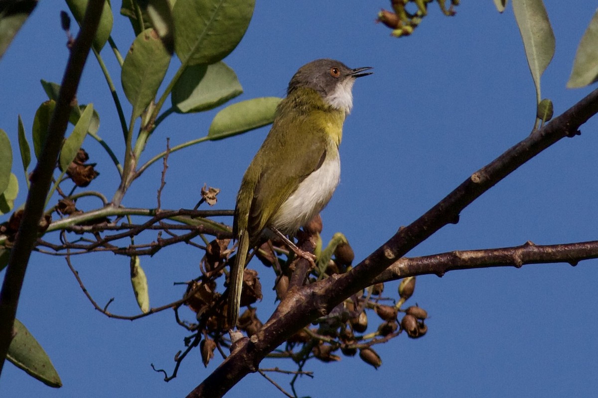Yellow-breasted Apalis - ML635252339