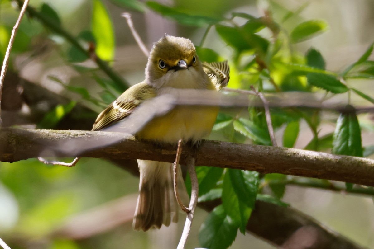 Ak Gözlü Vireo - ML635252394