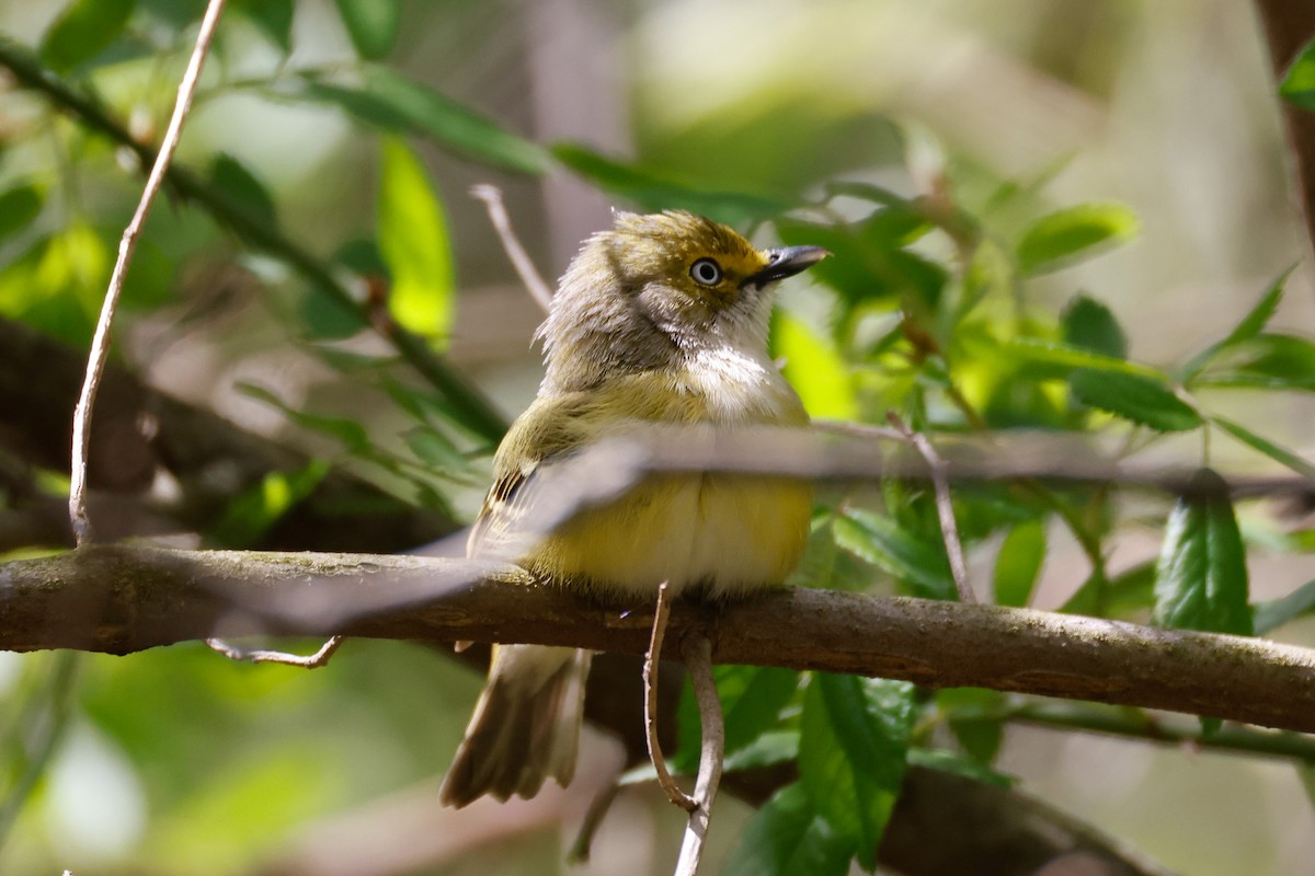 Ak Gözlü Vireo - ML635252395