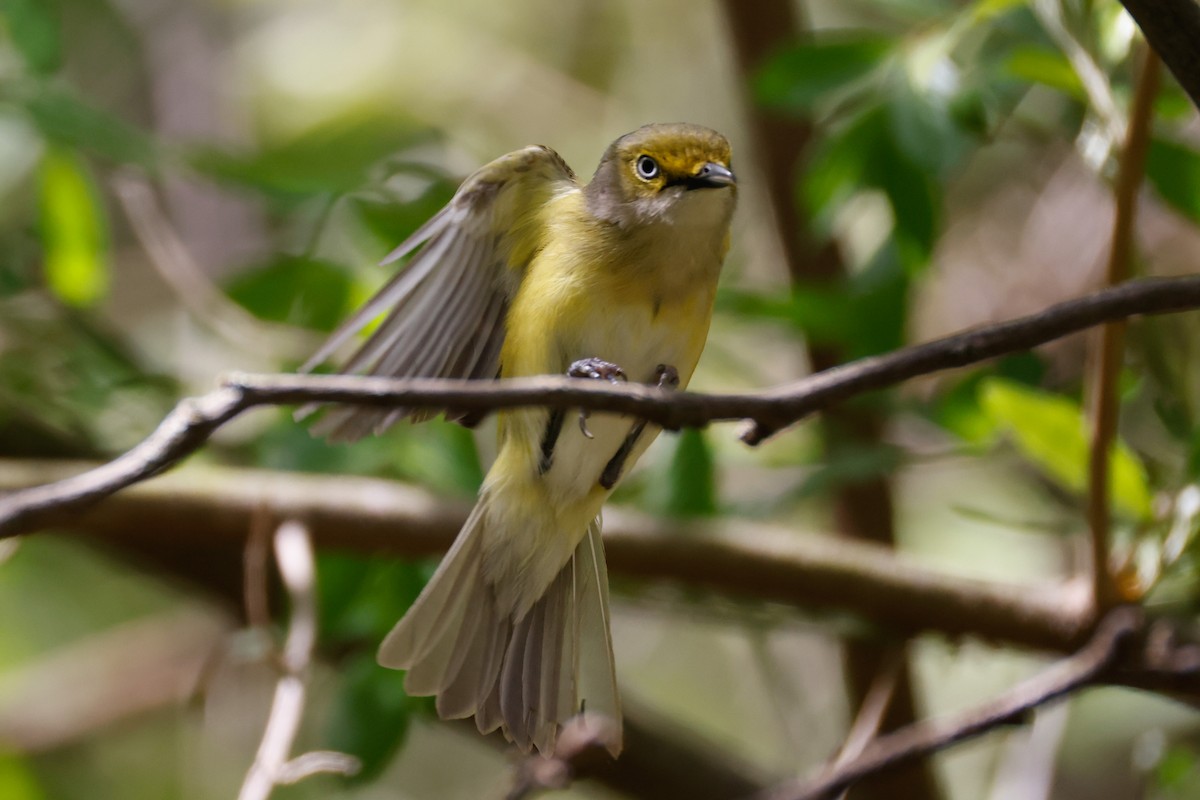 Ak Gözlü Vireo - ML635252396