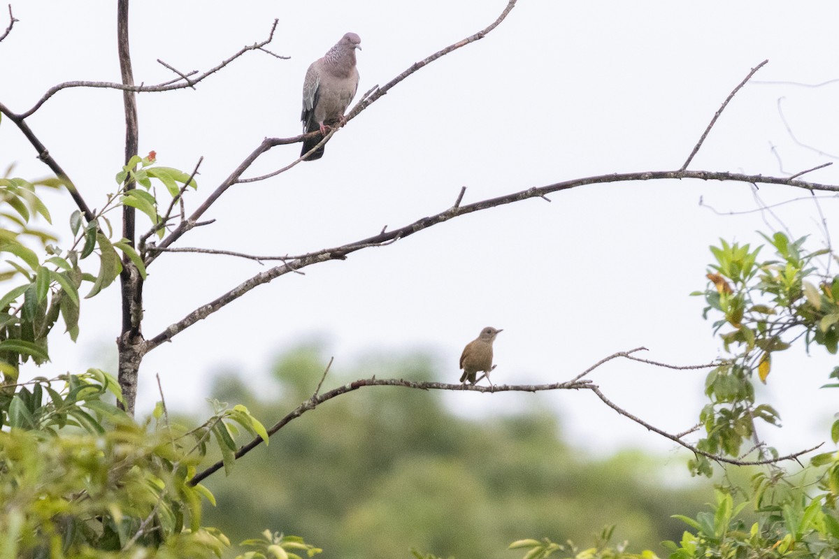 Pale-breasted Thrush - ML635252480