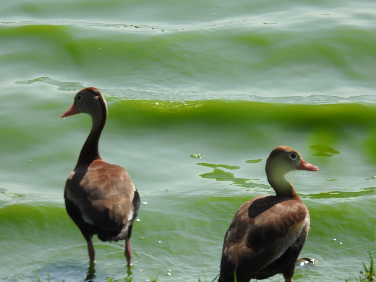 Black-bellied Whistling-Duck - ML635252483
