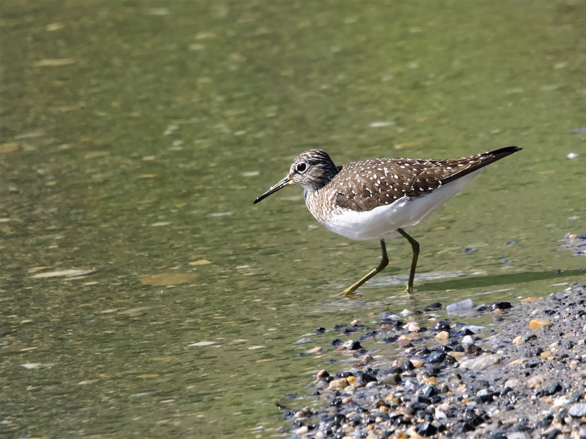 Solitary Sandpiper - ML635252520