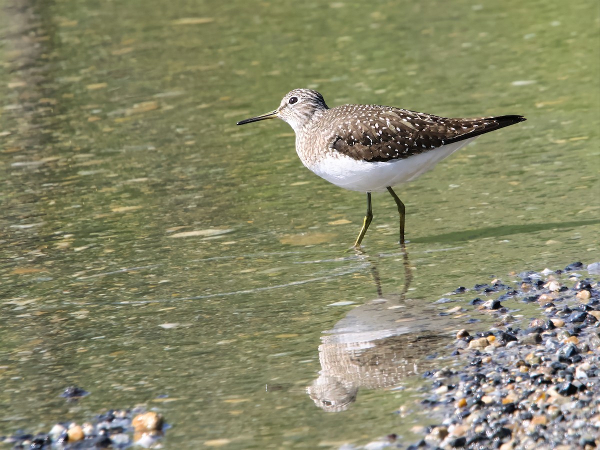 Solitary Sandpiper - ML635252521
