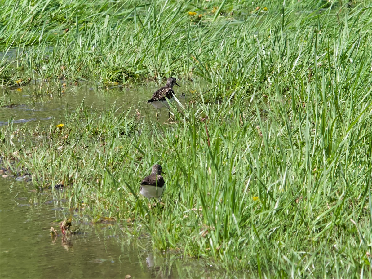 Solitary Sandpiper - ML635252522