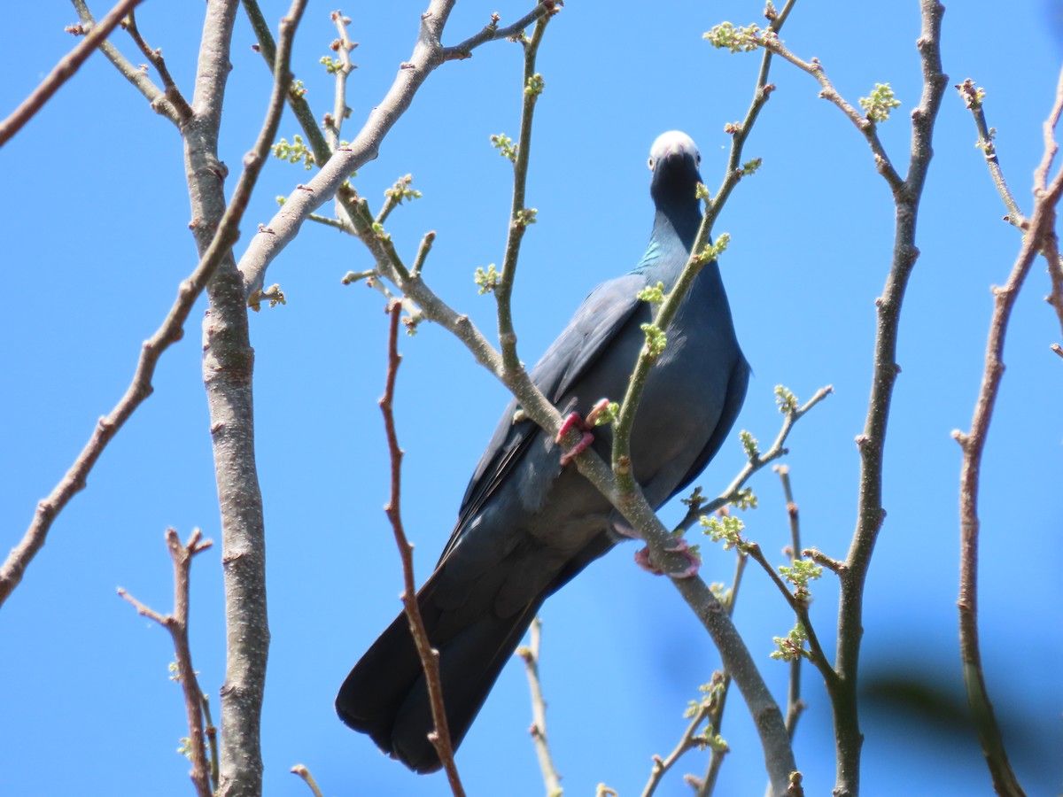 White-crowned Pigeon - ML635252592