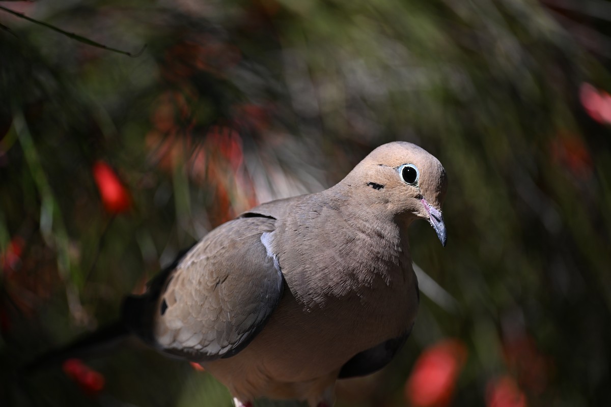Mourning Dove - ML635252598