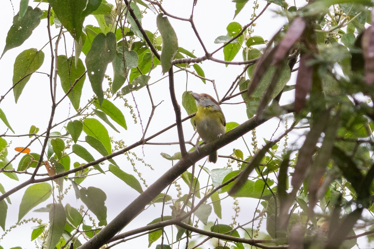 Rufous-browed Peppershrike - ML635252600