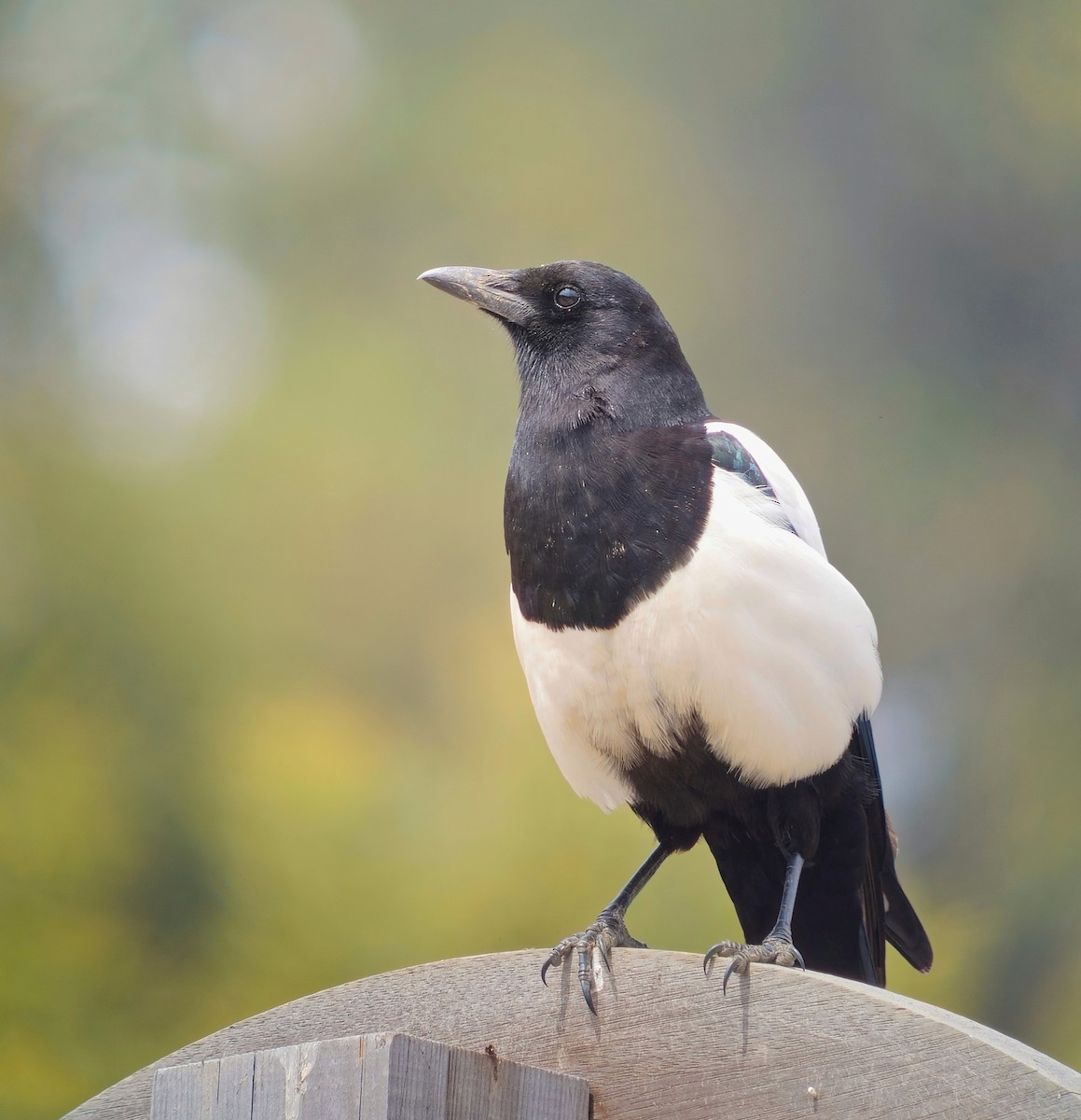 Black-rumped Magpie - ML635252844