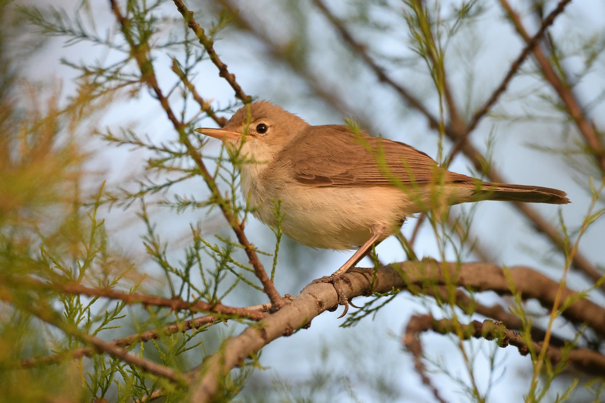 Western Olivaceous Warbler - ML635253091