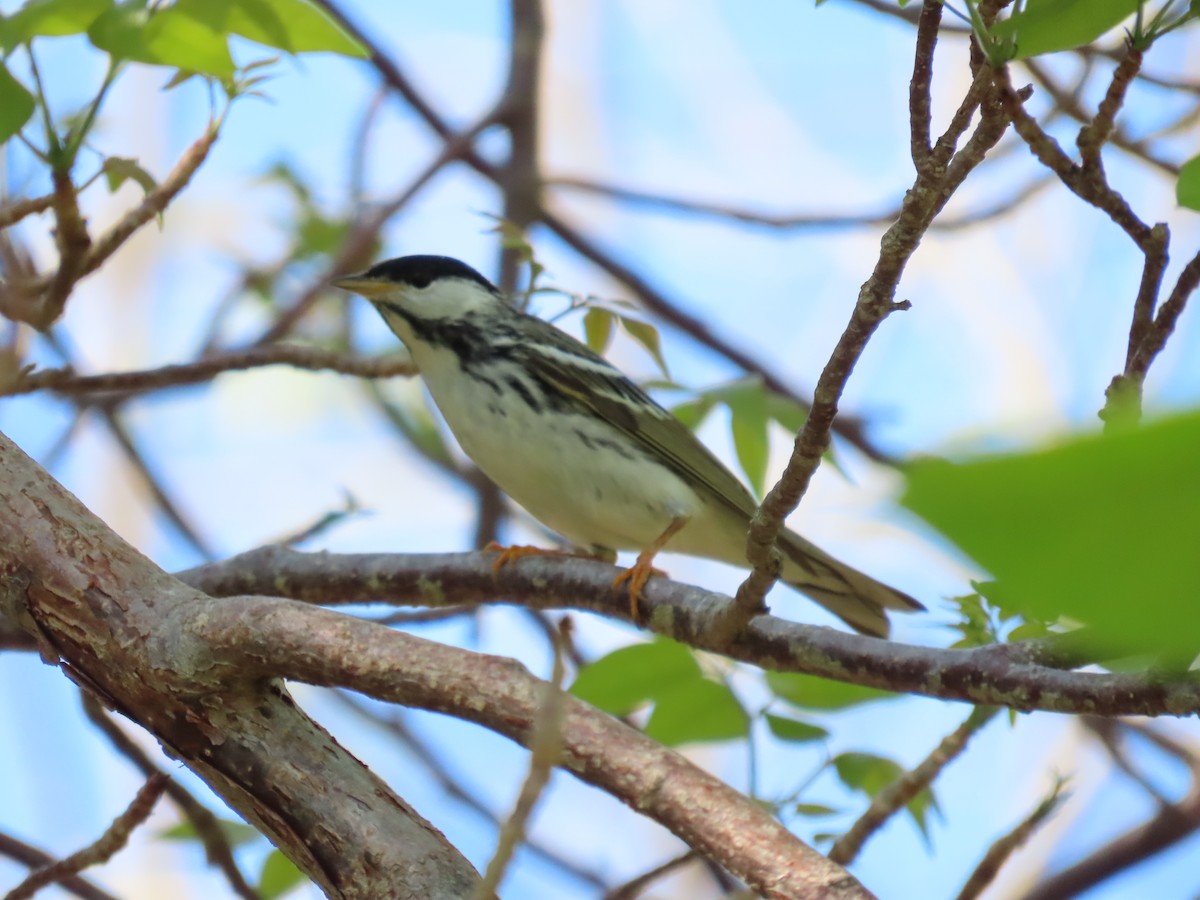Blackpoll Warbler - ML635253115