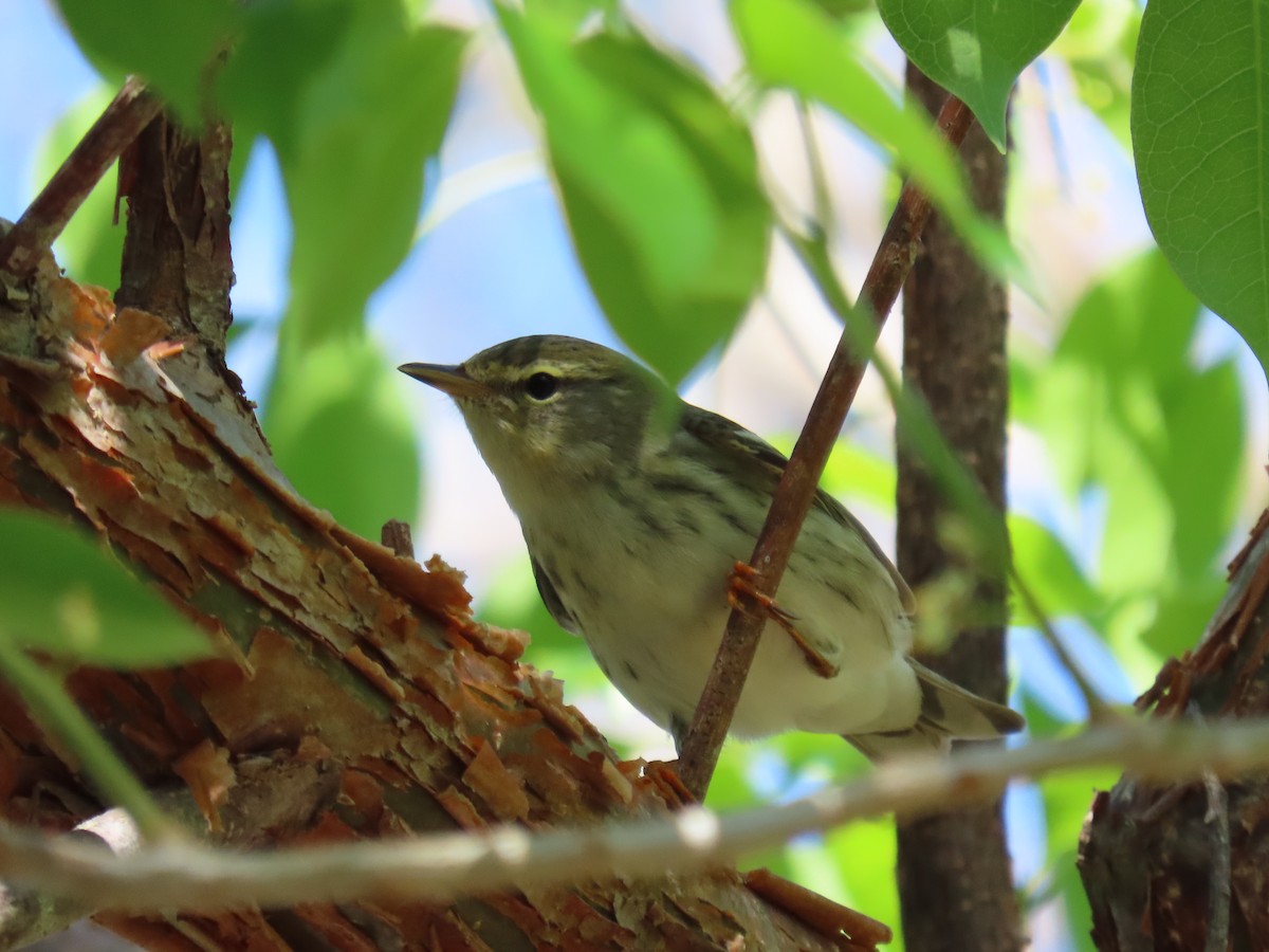 Blackpoll Warbler - ML635253116