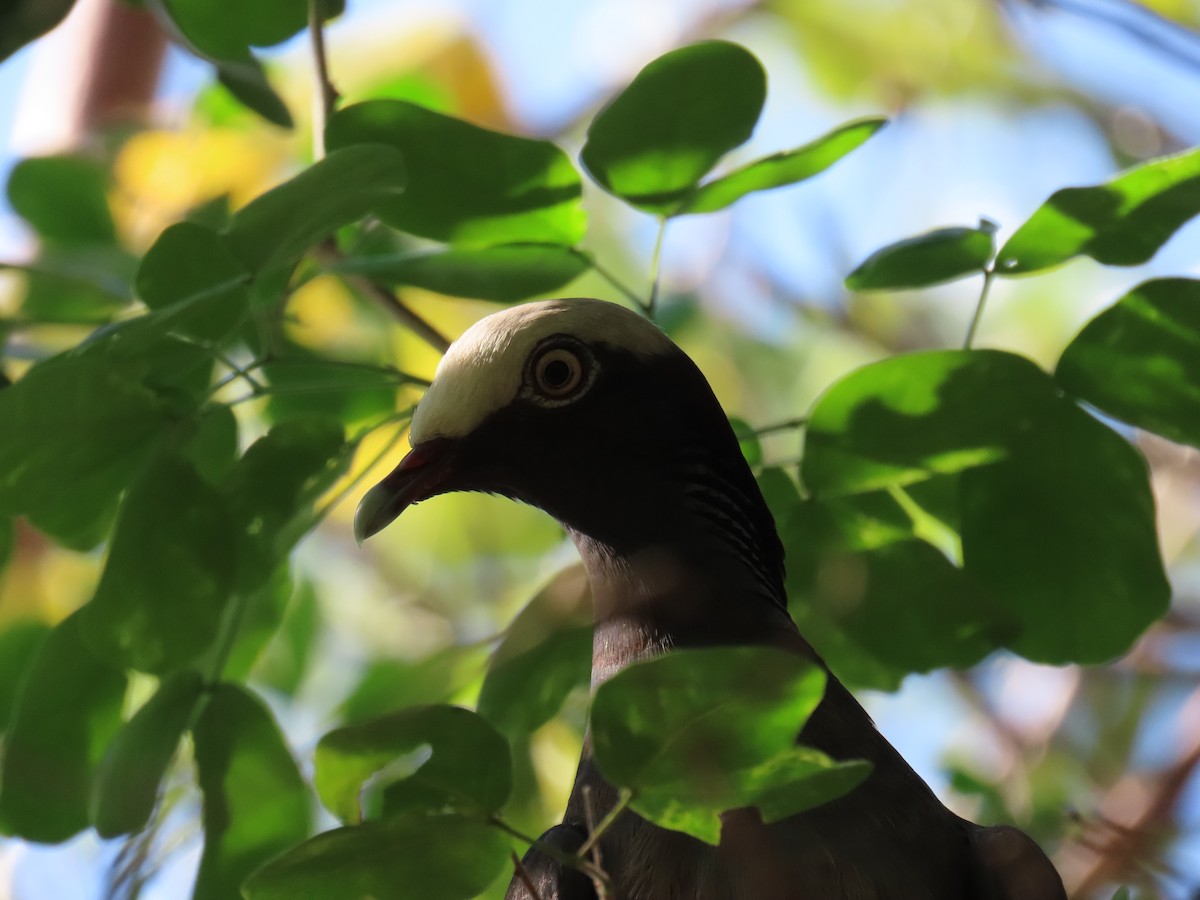 White-crowned Pigeon - ML635253136
