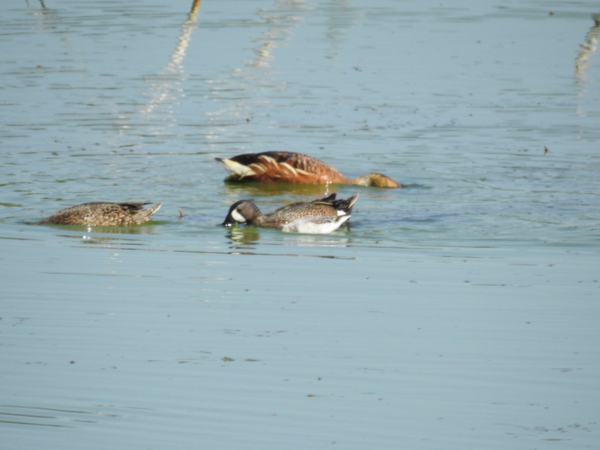 Blue-winged Teal - ML635253252