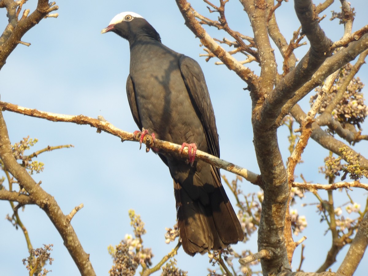 White-crowned Pigeon - ML635253270