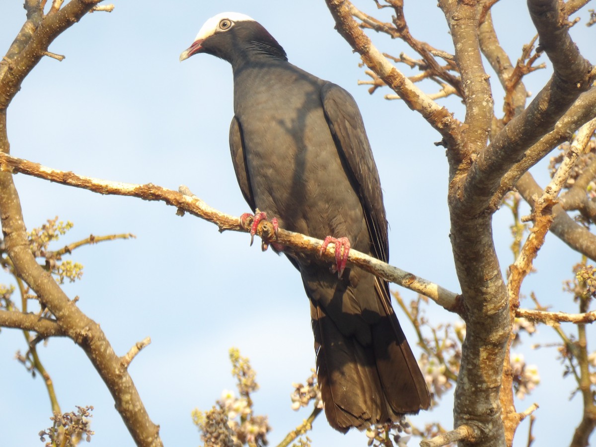 White-crowned Pigeon - ML635253271