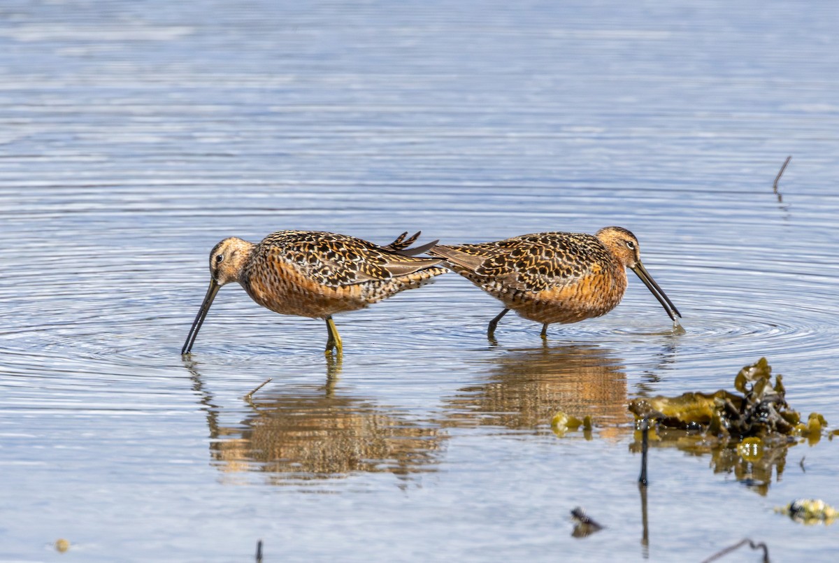 Хараалжин цууцил - ML635253272