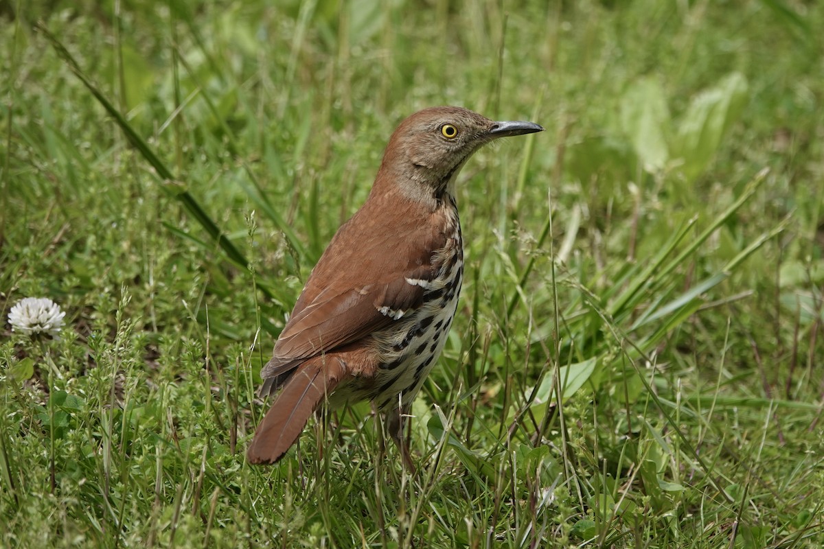 Brown Thrasher - ML635253281