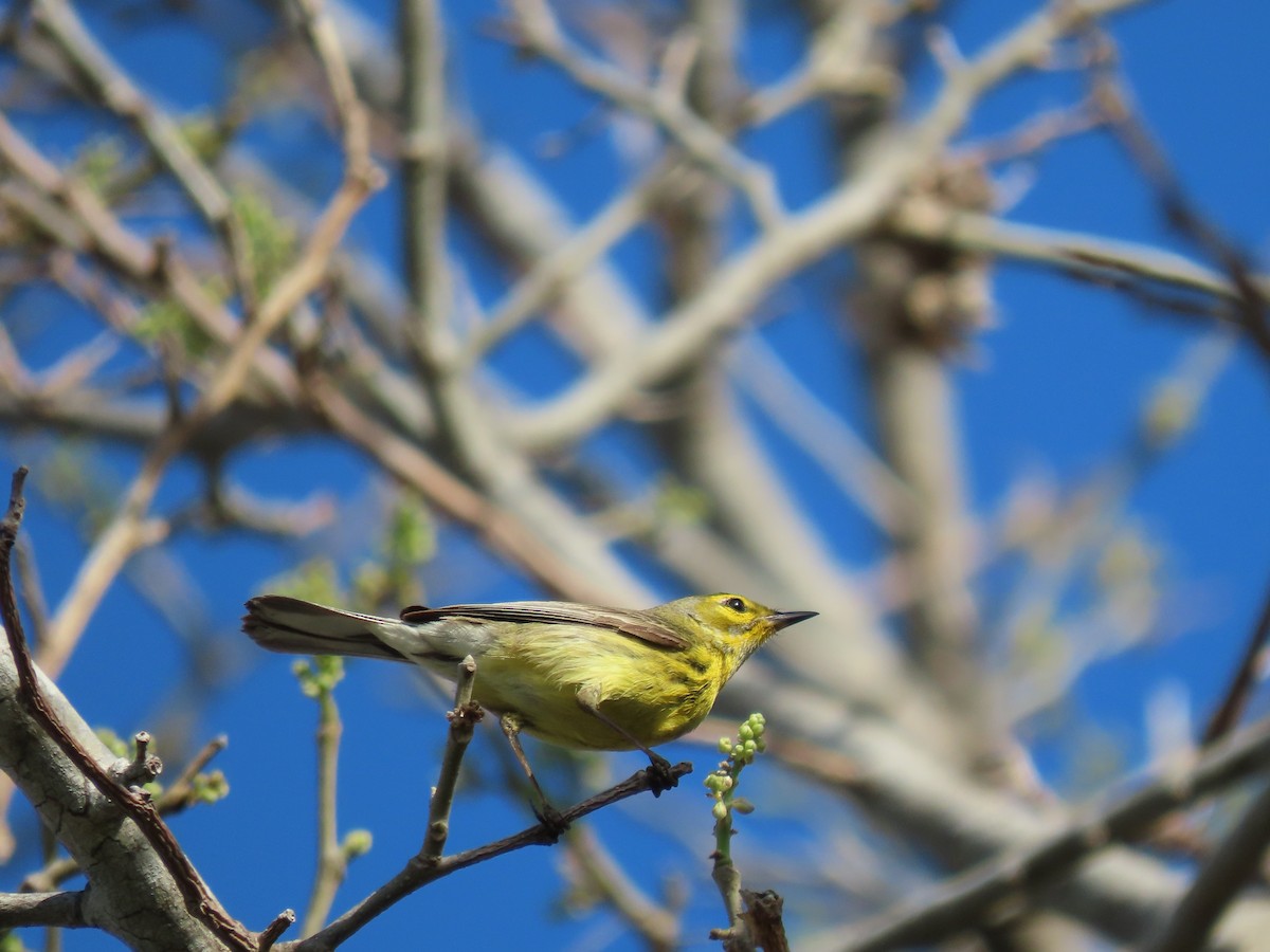 Prairie Warbler - ML635253295
