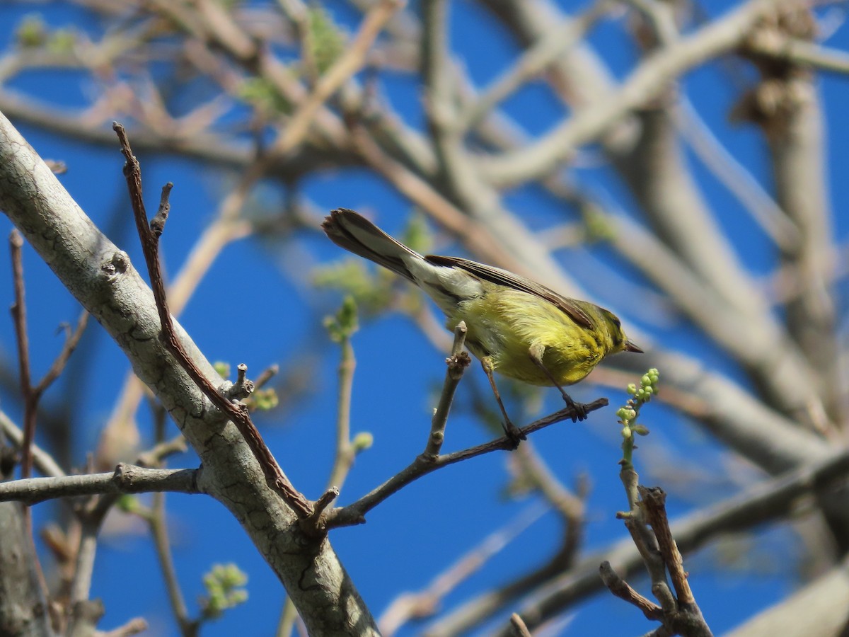 Prairie Warbler - ML635253296