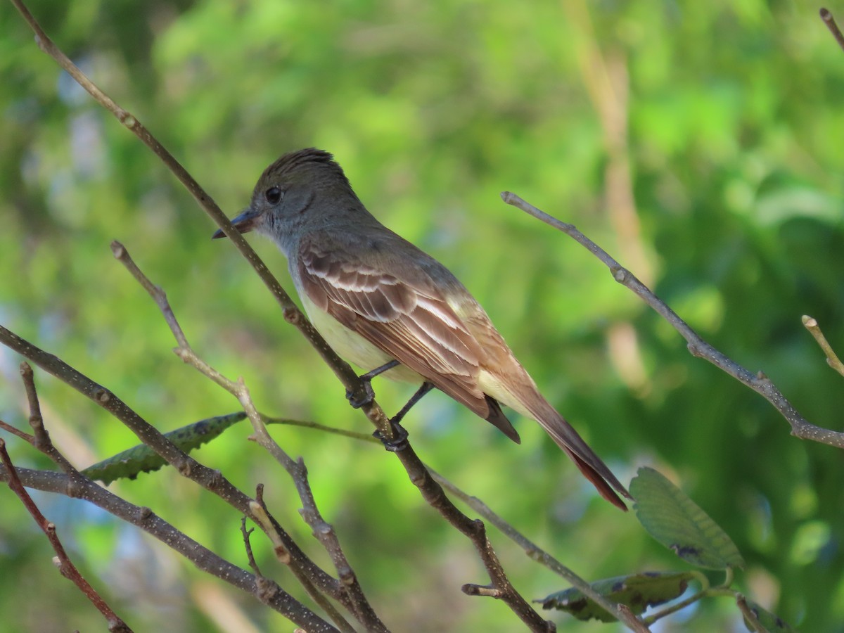 Great Crested Flycatcher - ML635253308
