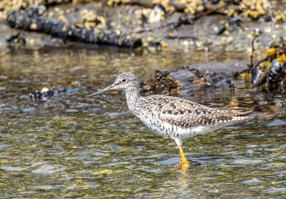 Greater Yellowlegs - ML635253313