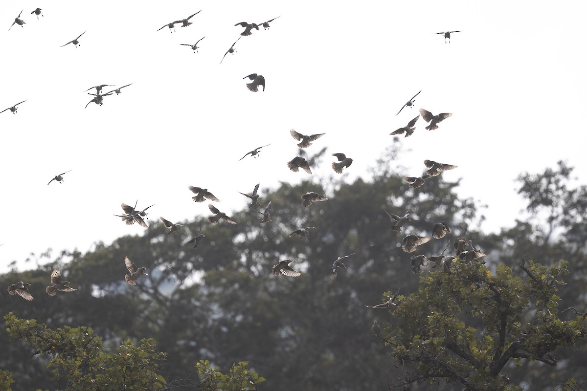 Wattled Starling - ML635253329