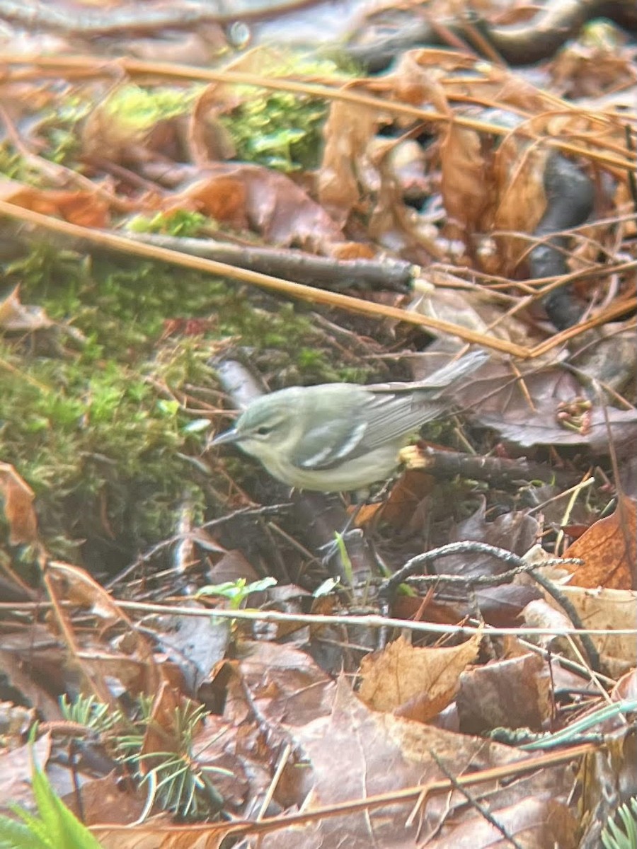 Cerulean Warbler - ML635253396