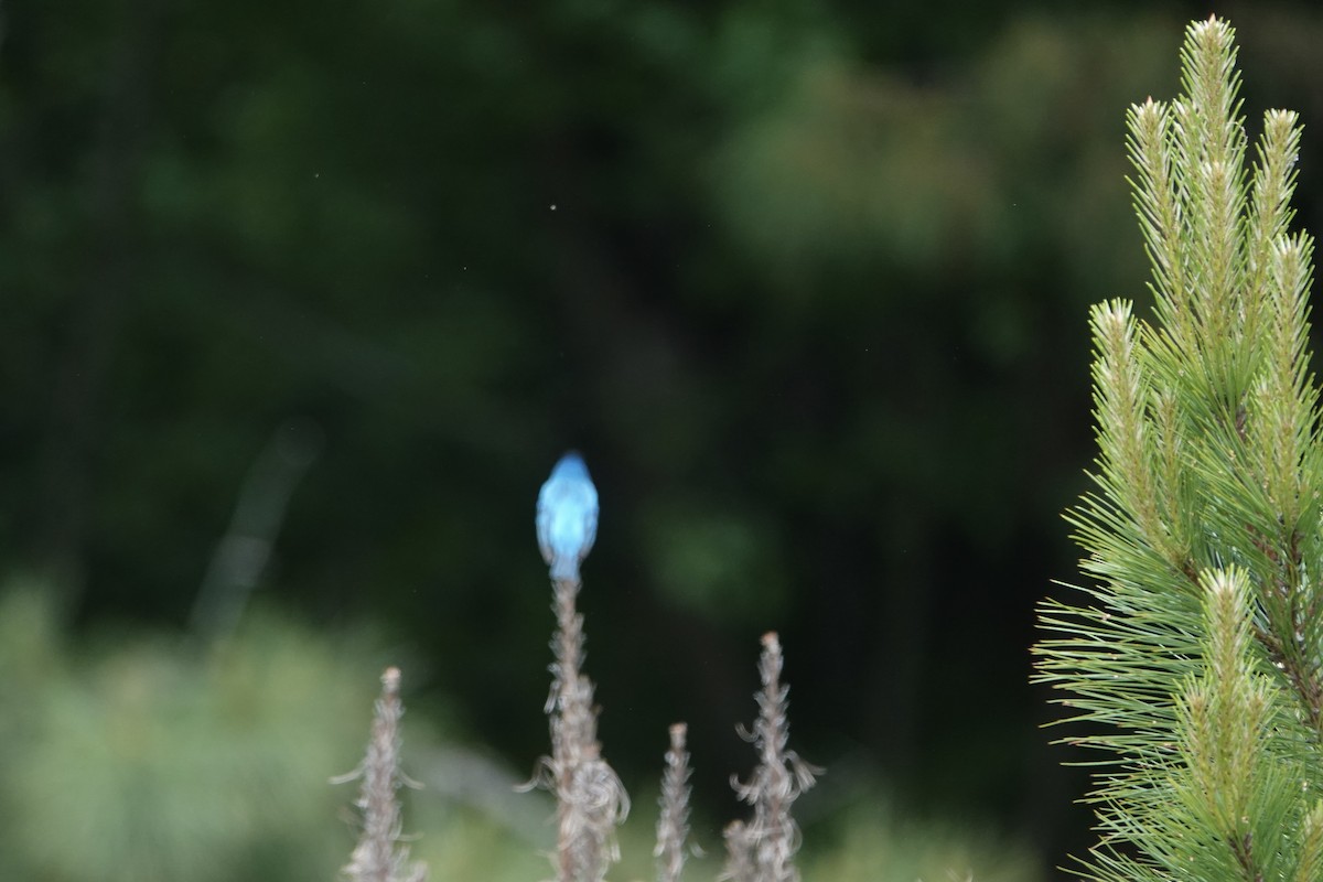 Indigo Bunting - ML635253468