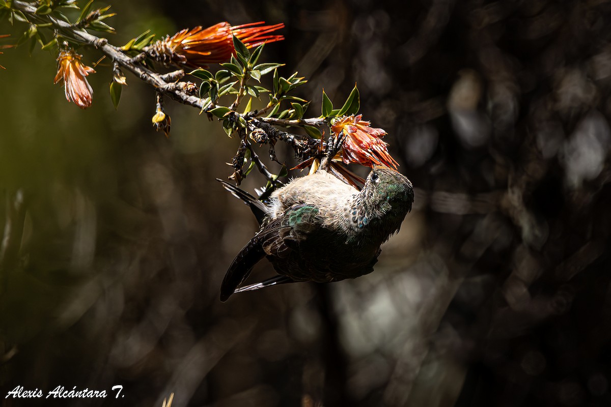Green-headed Hillstar - ML635253510