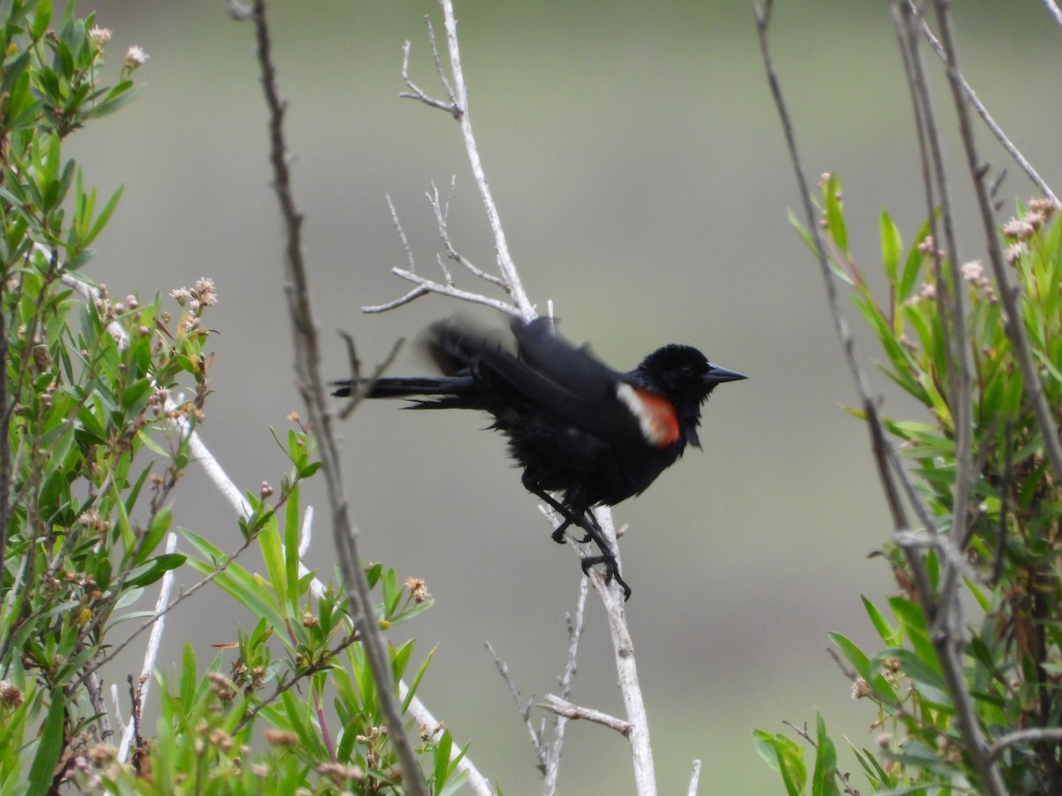Tricolored Blackbird - ML635253551