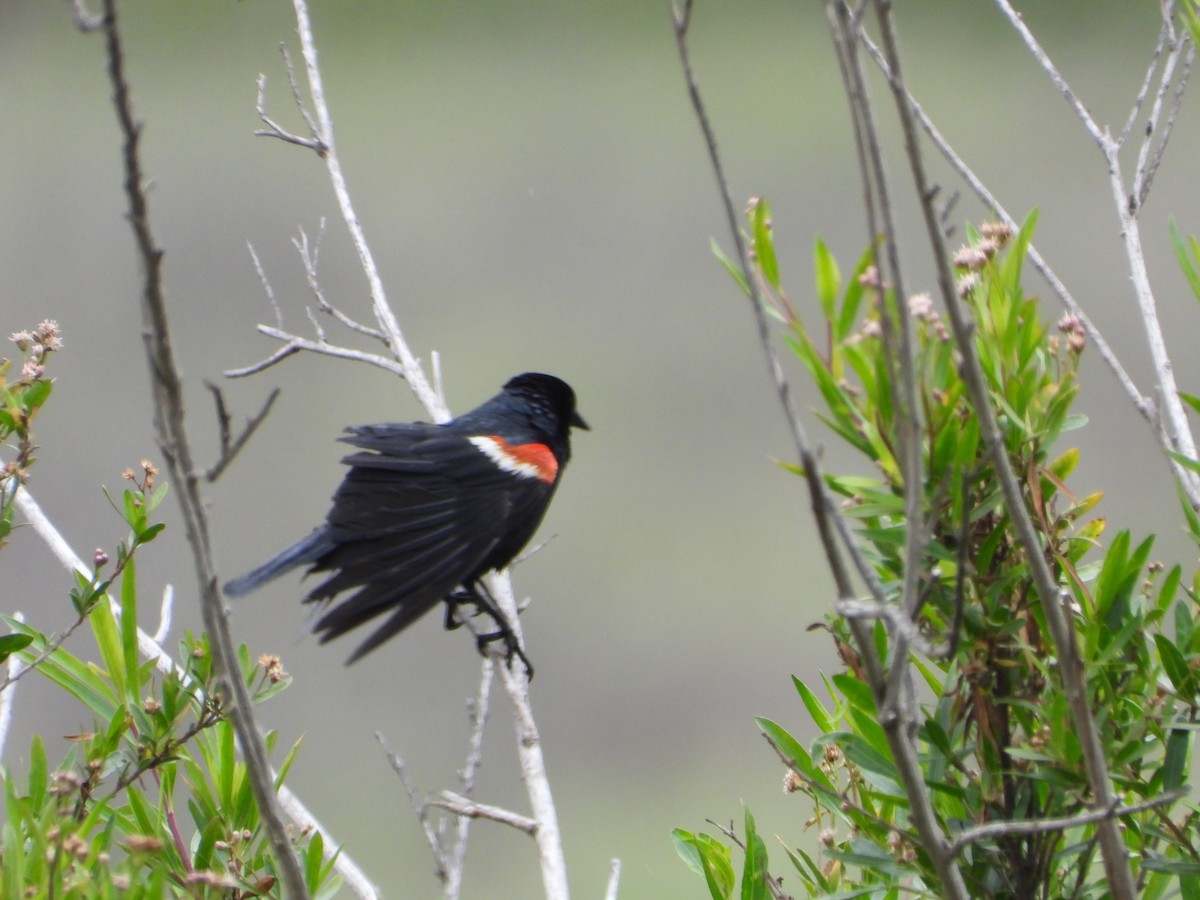 Tricolored Blackbird - ML635253552