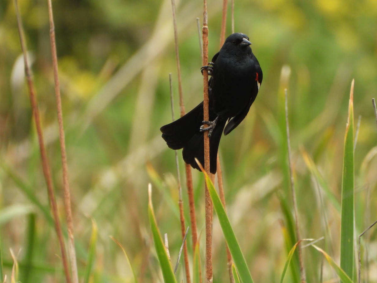 Tricolored Blackbird - ML635253553