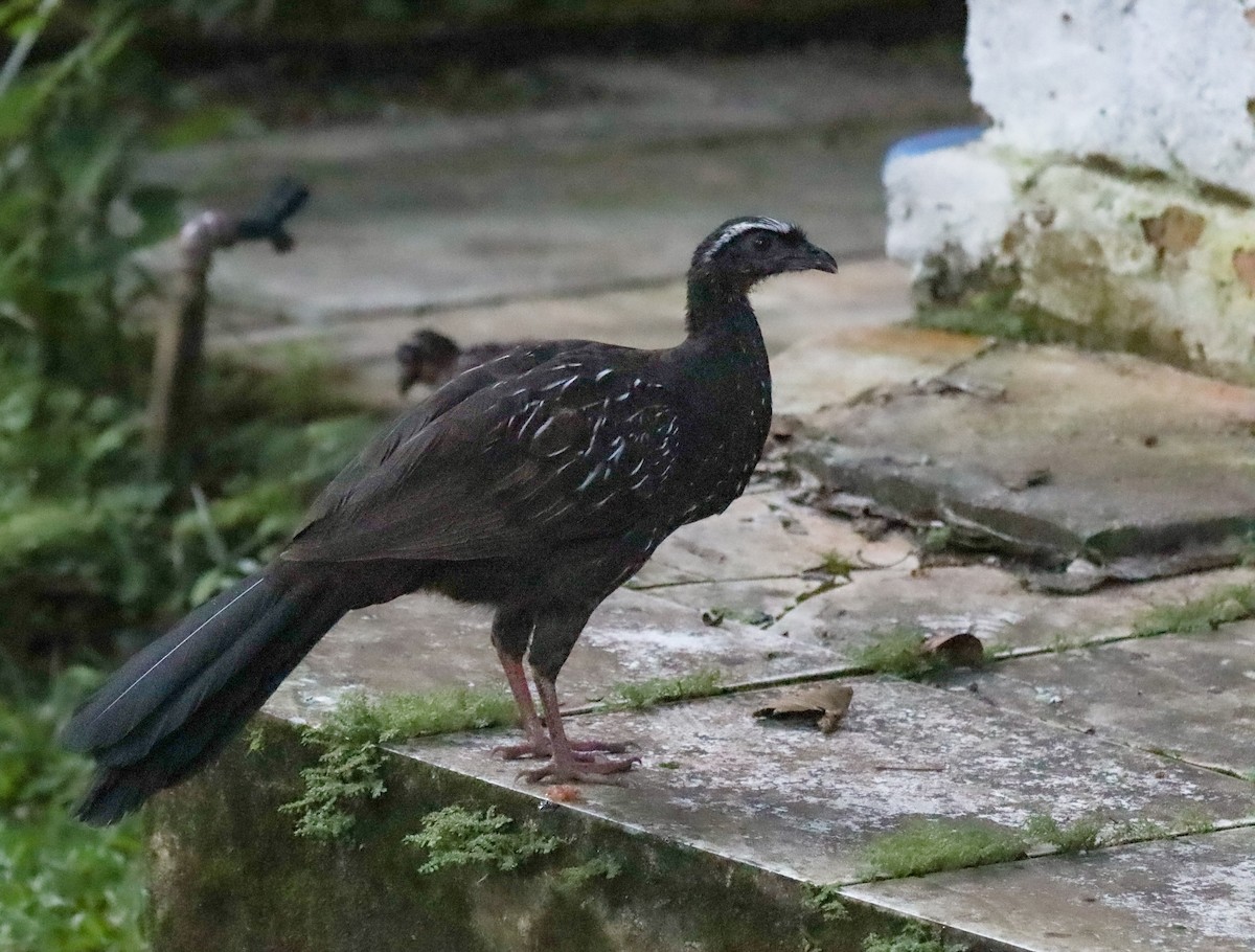 White-browed Guan - ML635253660