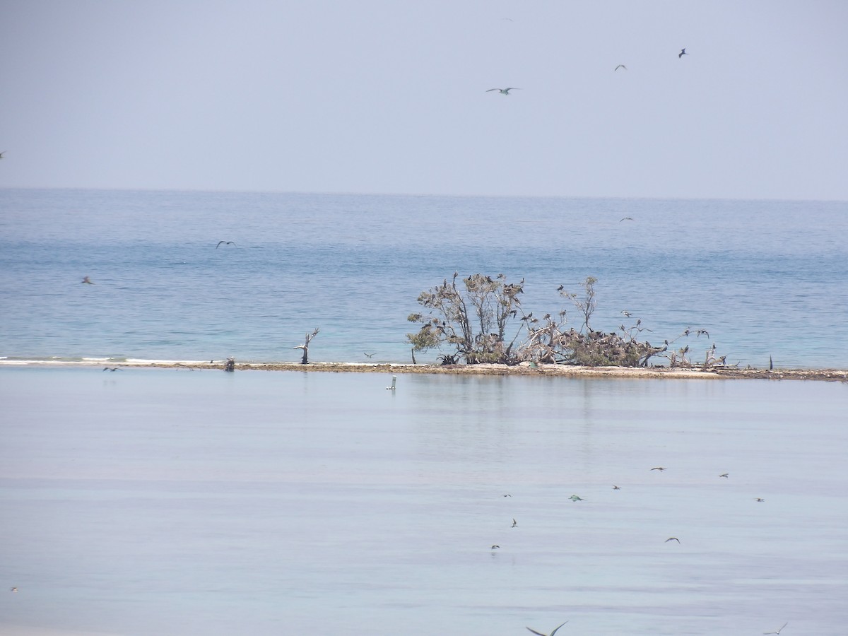 Red-footed Booby - ML635253713