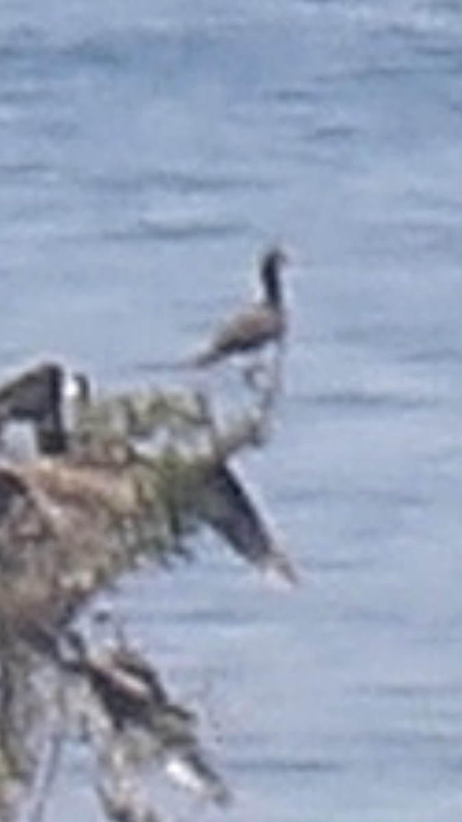 Red-footed Booby - ML635253714