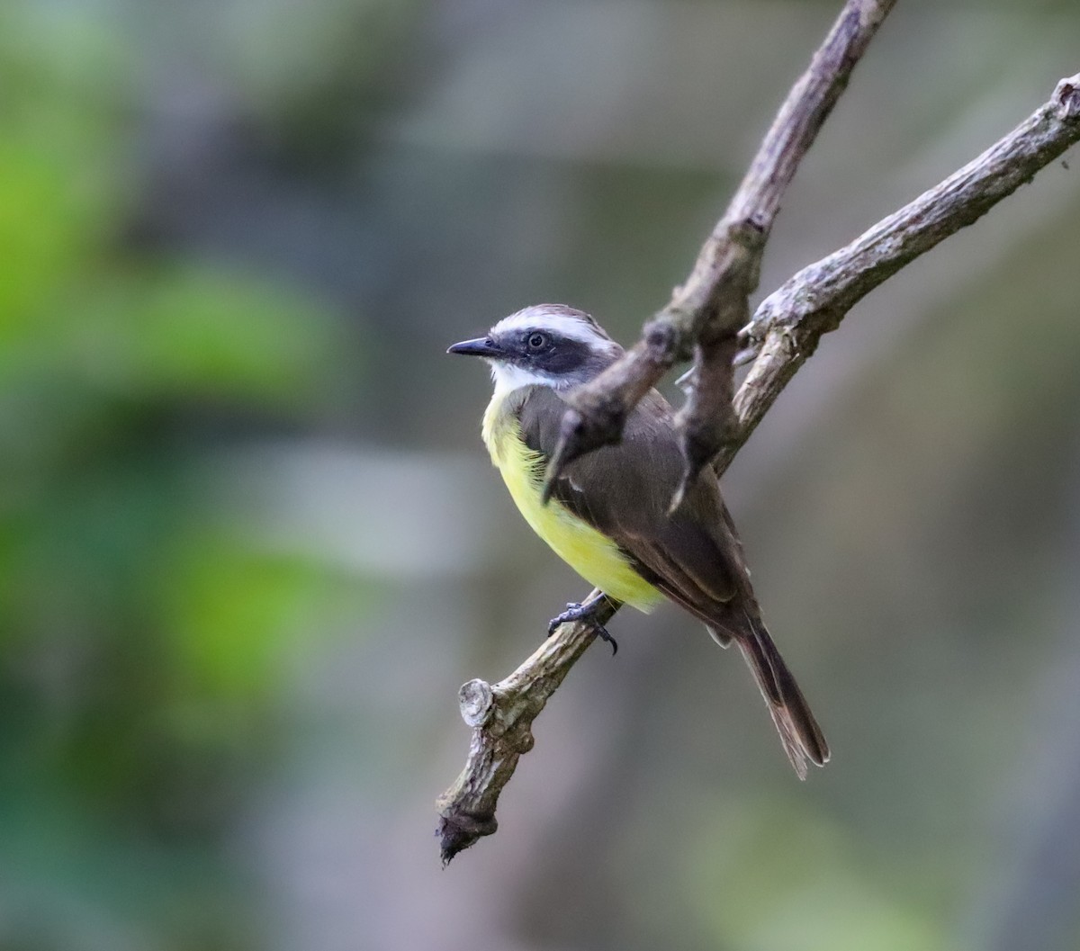 Social Flycatcher - ML635253812