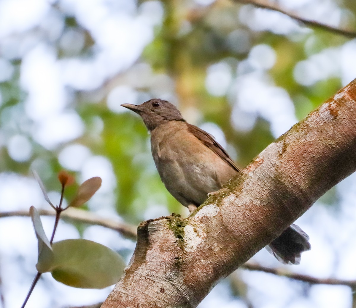 Pale-breasted Thrush - ML635253858