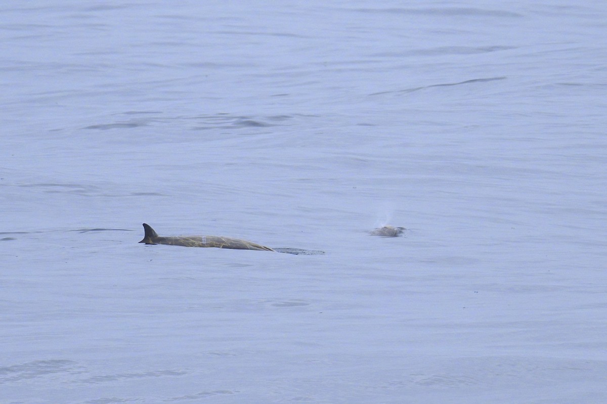Cuvier's Beaked Whale - ML635253862