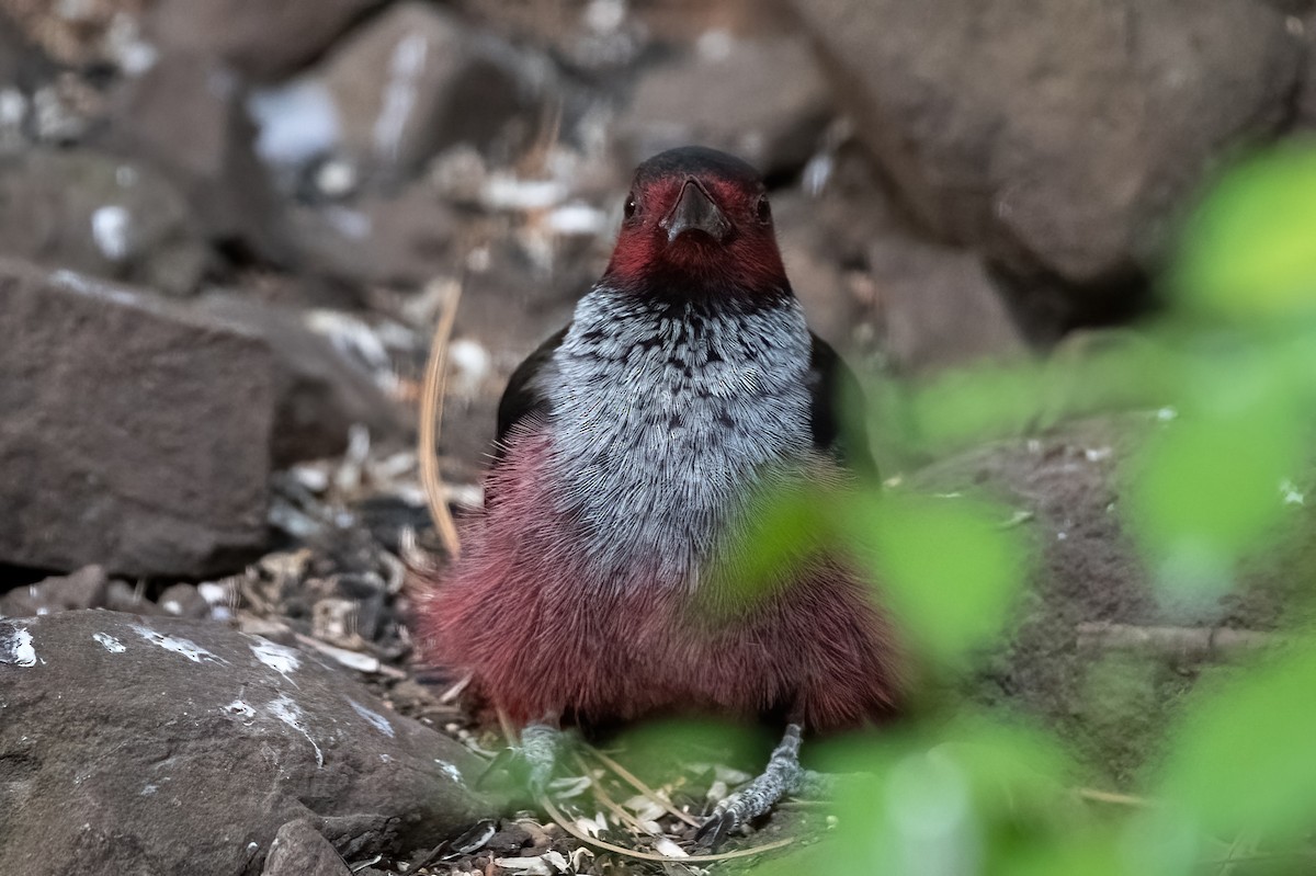 Lewis's Woodpecker - ML635253876