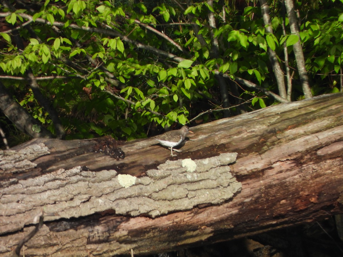Spotted Sandpiper - ML635253902