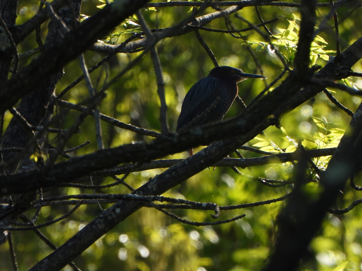 Green Heron - ML635253920