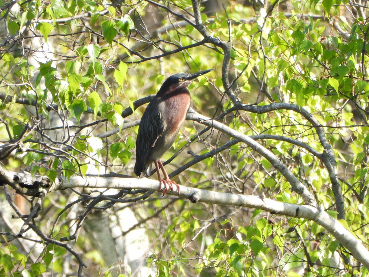 Green Heron - ML635253921