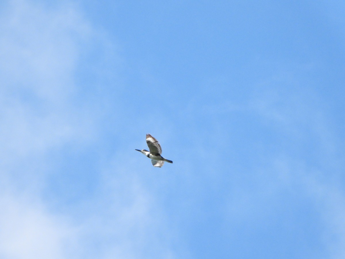 Belted Kingfisher - ML635253931