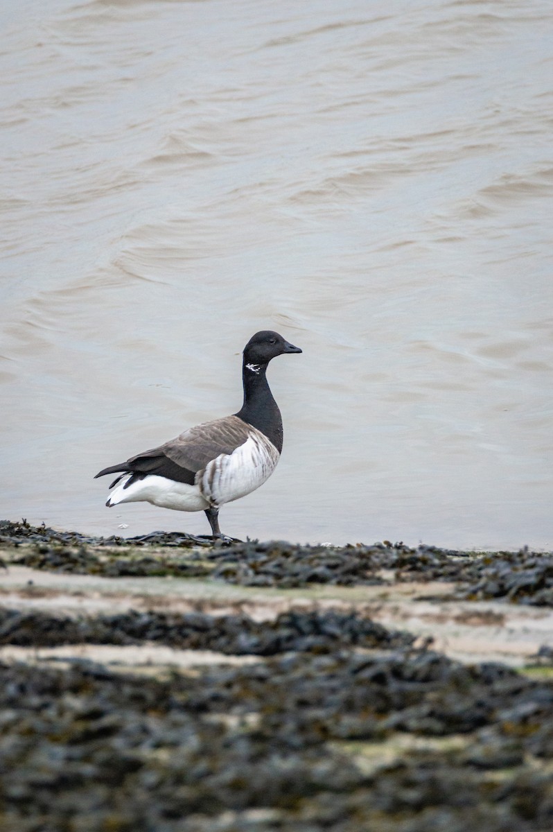 Brant - ML635253936