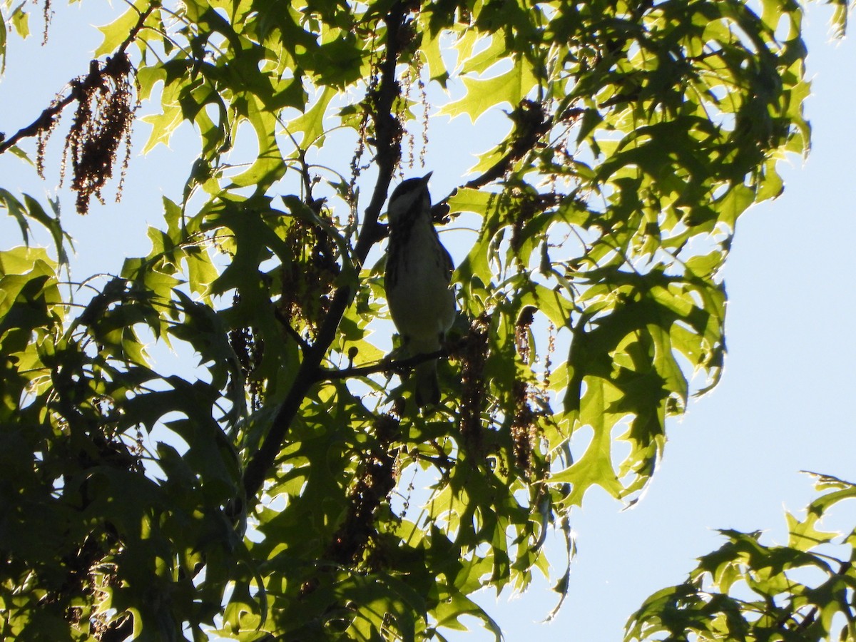Blackpoll Warbler - ML635253946
